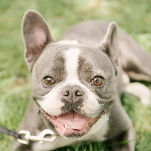 Bootsy, a gray-and-white French bulldog, smiling on the grass