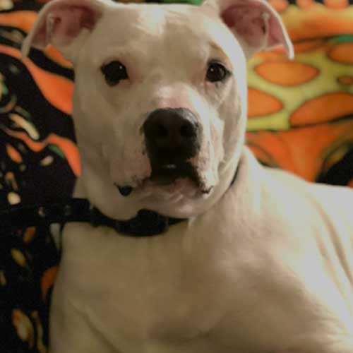 Gus, a white pitbull, looking at the camera