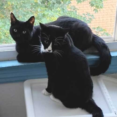 Sunshine, an all-black cat, and BartholoMew, a black-and-white tuxedo cat, perched together on a sunny windowsill