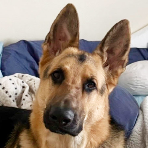 Tobey, a German Shepherd, lounging on a bed and looking at the camera